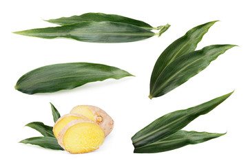 Wall Mural - Leaves of ginger isolated. Ginger root sliced with leaves isolated on white background.