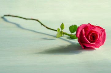 single red rose lies on blue table