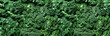 Fresh organic green kale background, selective focus, top view, copy space. Green texture. Banner
