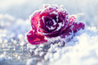 canvas print picture - Rose im Schnee in einer makroaufnahme