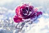 Rose im Schnee in einer makroaufnahme