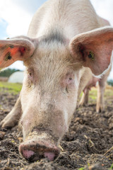 Pig on an organic farm in the uk