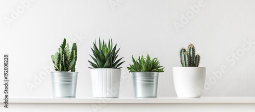 Fotografía Collection of various cactus and succulent plants in different pots