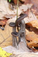 Wall Mural - Goblet mushroom, Pseudoclitocybe cyathiformis