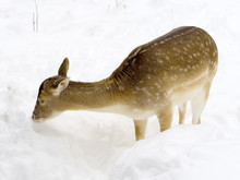 Young Female Deer In Winter Forest