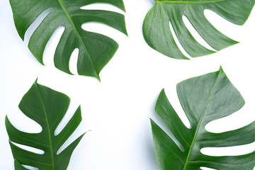  tropical botanical  leaves backgrounds on white