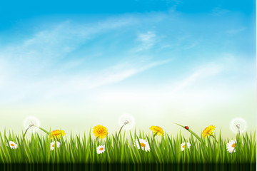 Fototapete - Nature background with dandelions. and daisies. Vector.