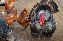 Turkey And Other Poultry