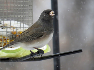 Canvas Print - Junco with Seed