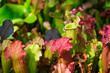 Carnivorous Sarracenia pitcher plants