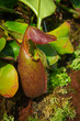 Bright carnivorous plant in green forest