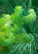 Green branches covered in short fluffy hairs