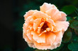 One fresh orange rose flower