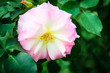 Rosa canina or dog rose fresh pink flower