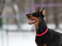 Doberman Dog Portrait In Winter