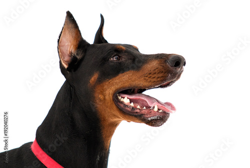 Cuadros en Lienzo portrait of dobermann dog on white background