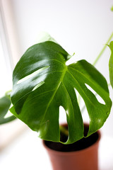 Poster - Monstera green potted plant in a house window.