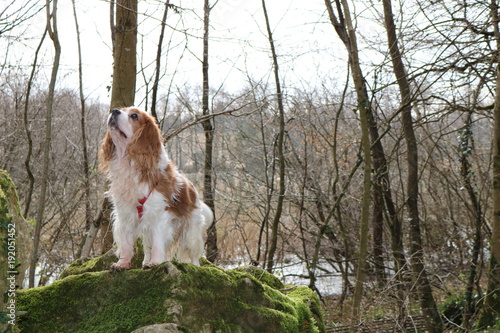 Chien Cavalier King Charles Spaniel Sur Rocher Buy This