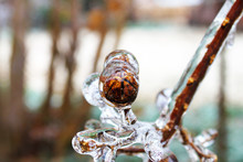 Crepe Myrtle Seed Pod Encased In Ice During Winter