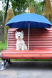 west highland white terrier westie dog female on a wooden bench in park under the blue umbrella