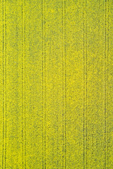 Bright yellow canola field