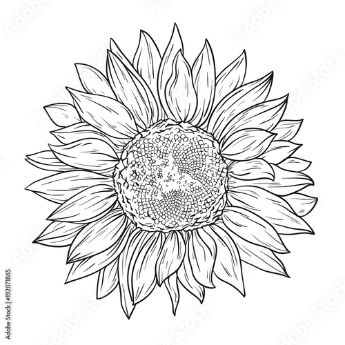 Sunflower in lines. Line art style. Isolated on white background ...
