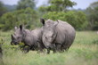 Portrait of free roaming white african rhino