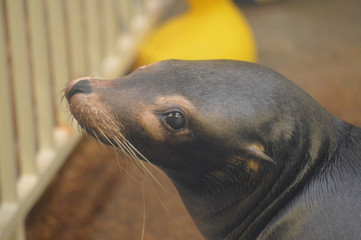 Poster - Harbor seal