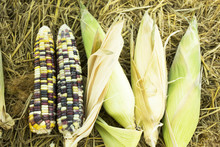 Glass Gem Corn Or Sweet Waxy Corn Hybrid From Agricultural Corn Plantation Farm At Countryside
