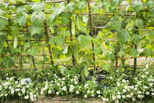 Long Cucumber Or Cucumis Sativus Plant In Garden Of Agricultural Plantation Farm At Countryside