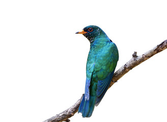 Male of Asian emerald cuckoo (Chrysococcyx maculatus) beautiful velvet green bird perching on tree branch showing it bright back feathers profile isolated on white background