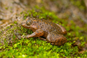 Wall Mural - Malabar night frog, large wrinkled frog , Nyctibatrachus major, Mulshi, Maharashtra