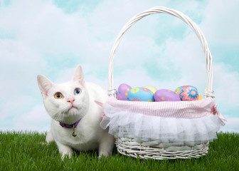 White kitten with heterochromia wearing a purple collar with bell crouched in green grass next to white basket full of Easter Eggs.