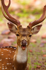 Wall Mural - Spotted Deer, Axis axis, Bandhavgarh Tiger Reserve