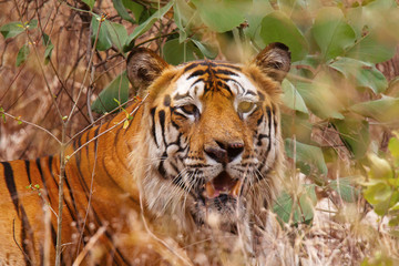 Wall Mural - tiger- bamera, panthera tigris, bandhavgrh tiger reserve