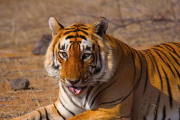 Wall Mural - tiger- star male, panthera tigris, ranthambhore tiger reserve, rajasthan