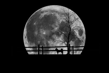 Wall Mural - moon and clouds