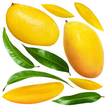 Yellow Mango With Leaves Isolated On White Background With Clipping Mask