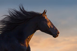 Fototapeta Konie - Black horse portrait in motion with long mane at sunset light