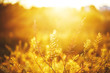 © Svetlana - plants in field en eveing fresh orange yellow sunset. Nature outdoor sunny photo with varm colors and calm atmosphere