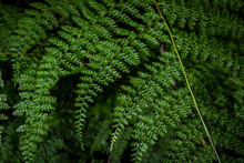 Close Up Green Leaf Of Fern