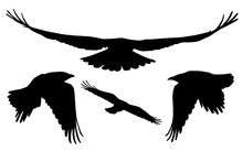 Set Of Realistic Vector Silhouettes Of Flying Birds