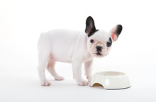 French Puppy Bulldog Eating, Isolated