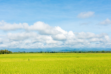 Rice field and cloud with mountain background, Thailand