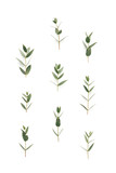 Fototapeta  - Green Leaves On White Background