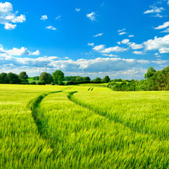 Wall Mural - Landschaft im Frühling, Feld mit Gerste, blauer  Himmel, frisches Grün