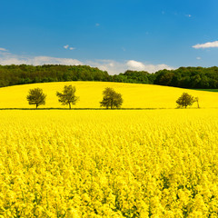 Wall Mural - Kulturlandschaft im Frühling, blühendes Rapsfeld unter blauem Himmel
