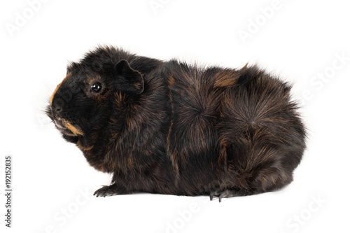 Black And Tawny Guinea Pig Male Abyssinian Breed Of Rare Color
