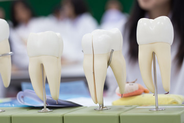 Wall Mural - Tooth model for education in laboratory.