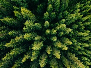 Poster - Aerial top view of summer green trees in forest in rural Finland.